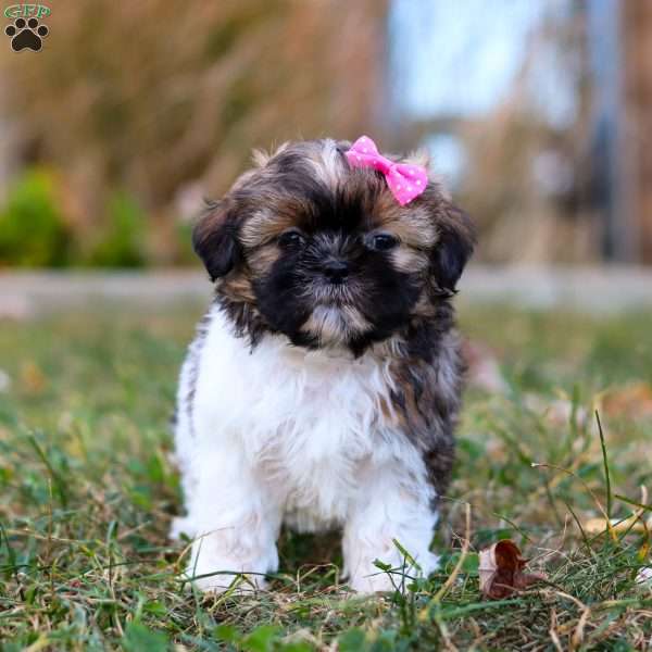 Ellie, Shih Tzu Puppy